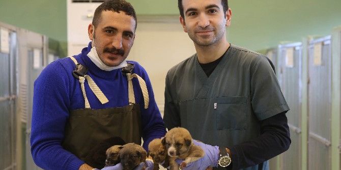Fedakar Köpek 9 Yavruya Hayat Verdi