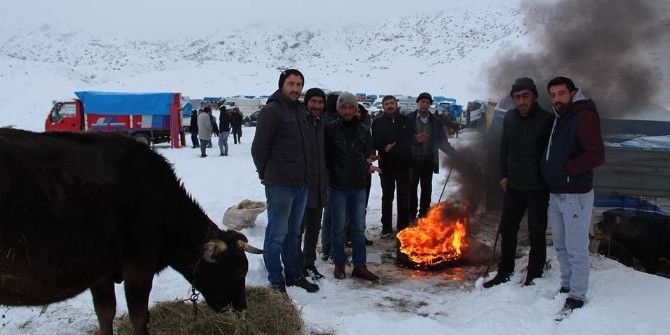 Kamyon Kasasında Hayvan Pazarı