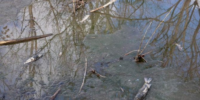 Balık Ölümlerinin Devam Etmesi Endişeyi Arttırıyor