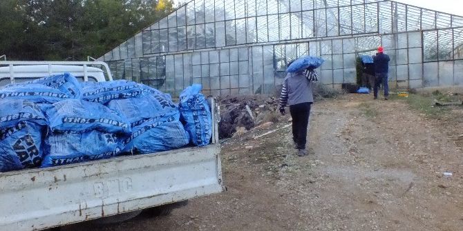 Seralara Kamyon Kamyon Kömür Taşıyorlar