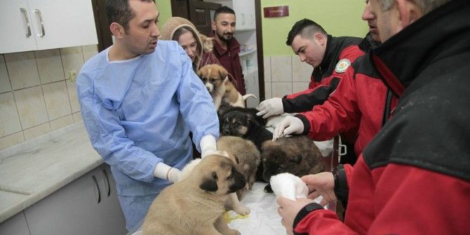Odunpazarı Hayvan Sağlık Merkezi, Kütahya’dan Getirilen 11 Yavru Köpeğe Kucak Açtı