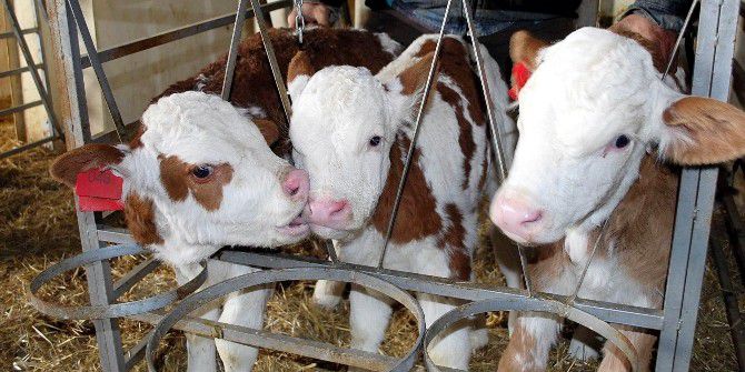 İthal İnek Üçüz Doğurdu