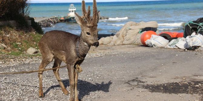Denizden ’Karaca’ Çıktı