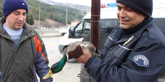 Yaralı Ördeğe Polis Şefkati