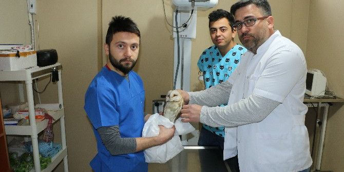 Avcıların Yaraladığı Baykuş Tedavi Edilip Yeniden Doğaya Alındı