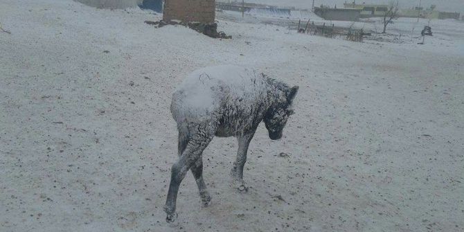 Şanlıurfa’da Eşekler Dondu