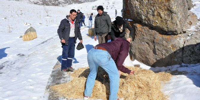 Hayvanseverler Yaban Hayvanlarını Yemlendi