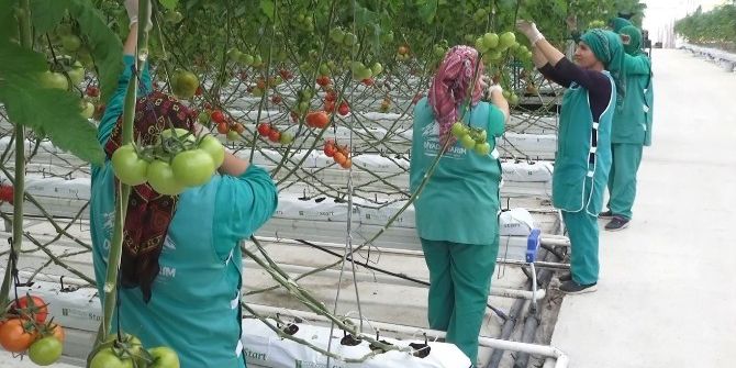 Eksi 40 Derecede Domates Üretimi