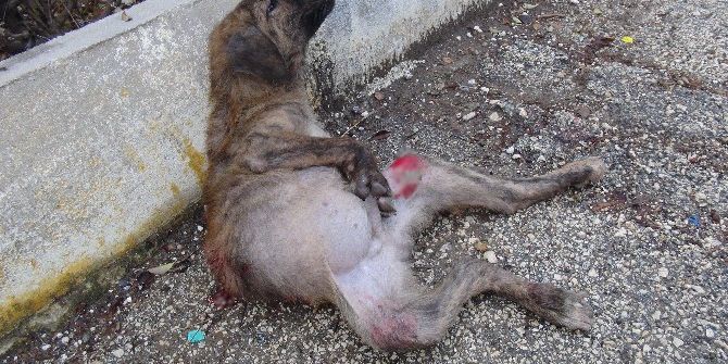 Aracın Çarptığı Yaralı Köpek, Hayvan Ambulansı İle Hastaneye Kaldırıldı