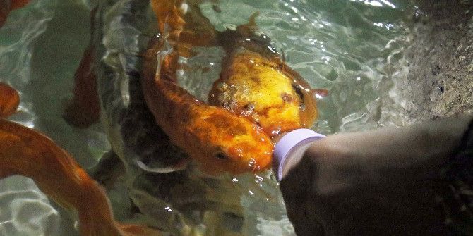 Antalya’da Biberonla Balık Emzirme Havuzu