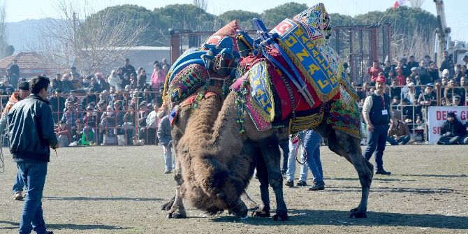 Söke’ye Bağlı Bağarası’nda Deve Güreşleri 30. Kez Yapıldı