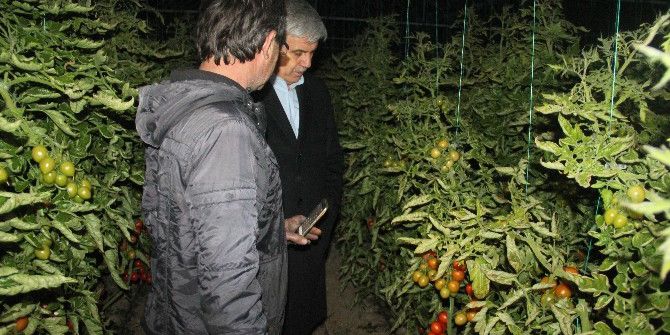 Başkan Çalık Çiftçilerle Seralarda Don Nöbeti Tuttu