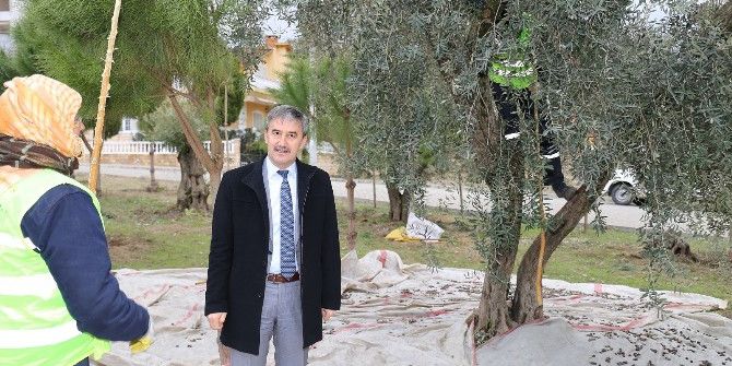 Parklardaki Zeytin Ağaçları Muhtacın Sofrasına Lezzet Katıyor