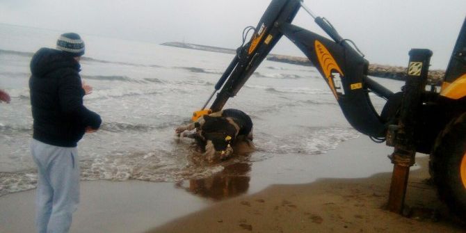 Cide Sahiline Ölü İnek Vurdu