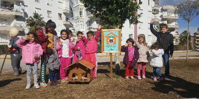 Kedi Evleri Çocukların Akınına Uğradı