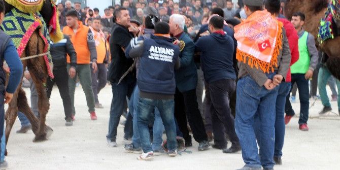 Develer Güreşti, Sahipleri Kavga Etti