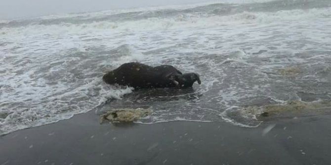 Ölü İnekler Karadeniz Sahiline Vurdu