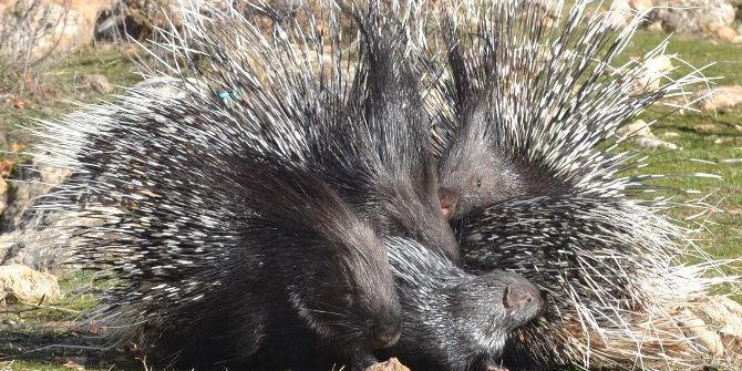 Oklu Kirpiler Atatürk Barajı’nda İş Durdurdu