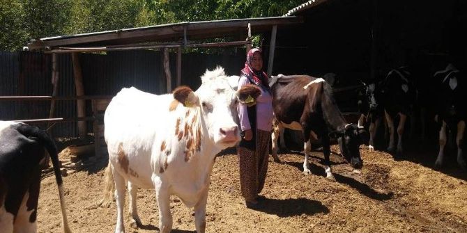 Kütahya’da Orman Köylüsünün Yüzü Orköy Projesi İle Gülüyor
