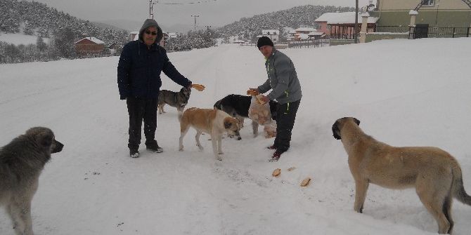 Tema Yaylada Karda Aç Kalan Hayvanları Unutmadı