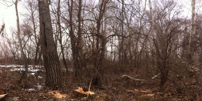 Tavuk Ormanı’nda Ağaç Kesimi İddiası