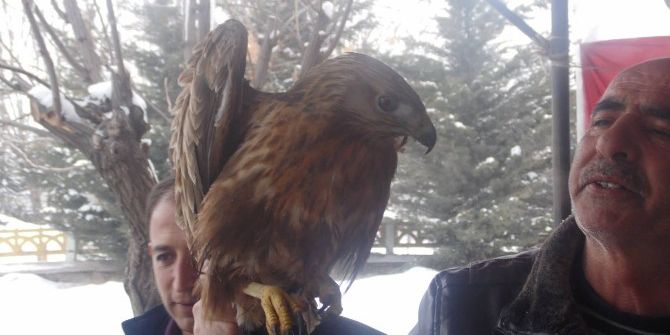 Yaralı Kızıl Şahin Tedavi Altına Alındı