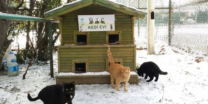 Sokak Hayvanları Soğuk Kış Günlerinde Unutulmadı