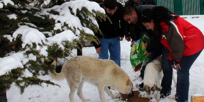Sahipsizlerin Sahibi Çankaya
