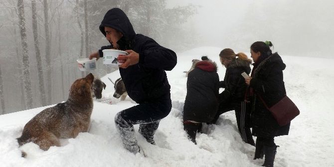 Karda Sokak Hayvanlarına Sıcak Yardım Eli