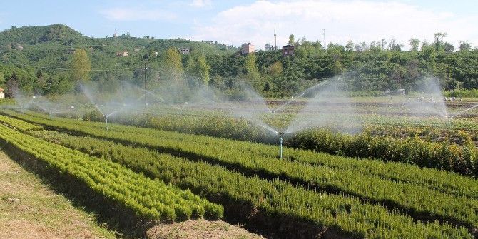 Ordu’da 1.5 Milyon Fidan Üretildi