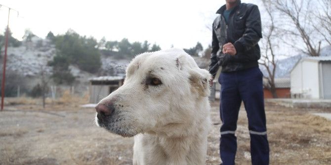 Eziyet Edilen Köpeği Hayvansever Sahiplendi