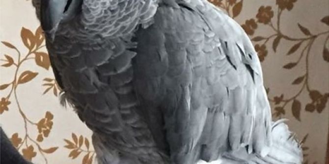 Kaybolan Papağanı Bulana Para Ödülü