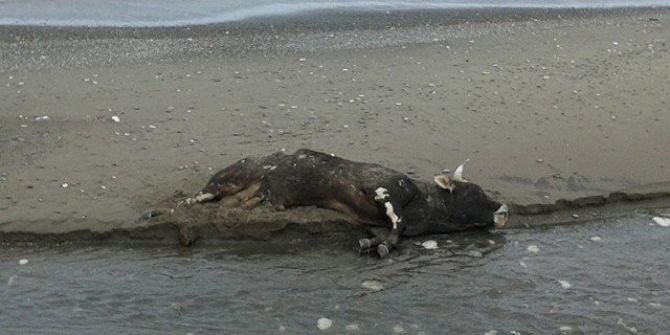 Düzce’de Telef Olmuş 7 İnek Sahile Vurdu