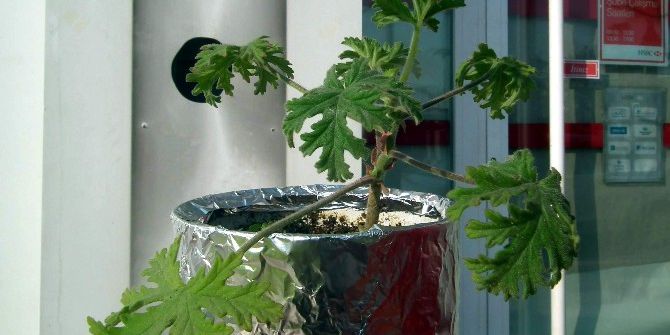 Itır Çiçeği Aydın’da Yaşatılıyor