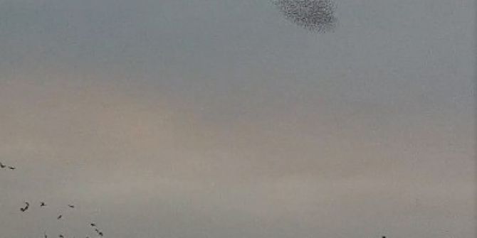 Sığırcık Kuşlarının Büyüleyen Dansı