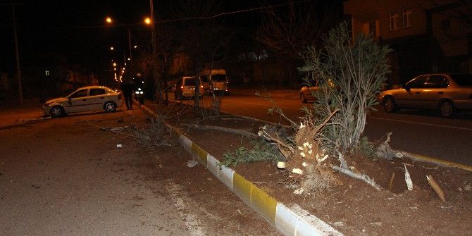 Refüjdeki Ağaçları Sökerek Durabildi