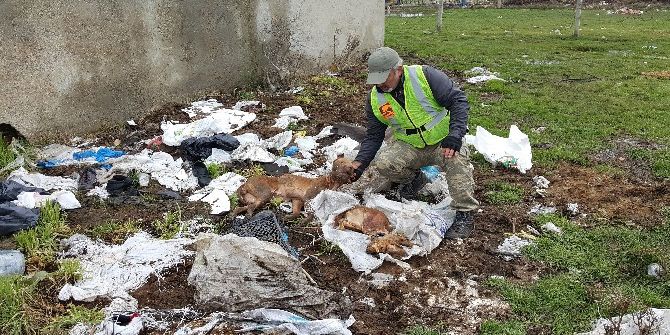 Arnavutköy’de Köpek Vahşeti