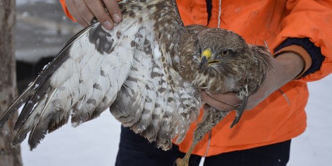 Yaralı Ve Donmak Üzere Olan Şahini Köpeklerden Kurtardı