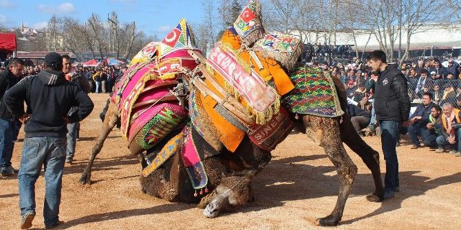Yılın En Büyük Deve Güreşi, 5 Şubat’ta Biga’da