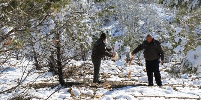 Yaban Hayvanlarına Yem Bırakıldı