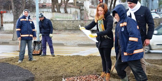 Lapseki’de 50 Bin Adet Lale Dikimi