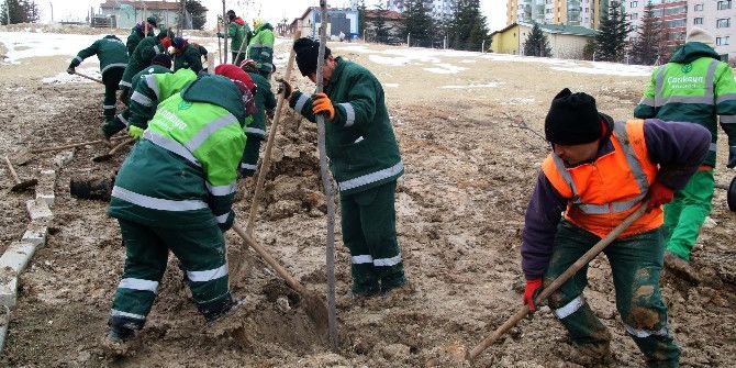 Çankaya Ağaçlandırmaya Devam Ediyor