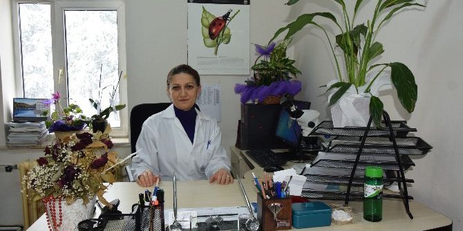 Fındık Üreticilerinin Amerikan Beyaz Kelebeği Kabusu Son Buluyor