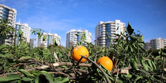 Adana’da 200 Bin Hektar Tarımsal Alan Tehdit Altında