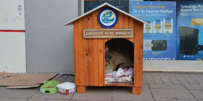O Köpek İçin Kent Konyesi’nden Özel Kulübe