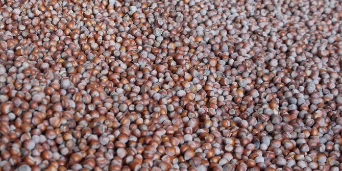 Fındık Düşüşe Geçti