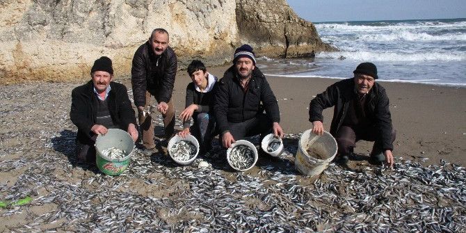 Soğuk Suda Şok Geçiren Tonlarca İstavrit Kandıra Sahillerine Vurdu