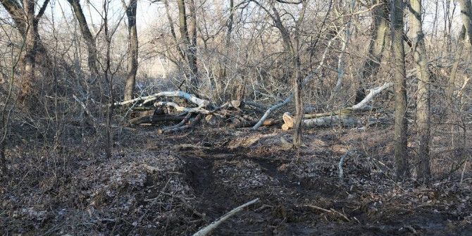 Kontrolsüzce Ağaç Kesenlere Suç Duyurusu