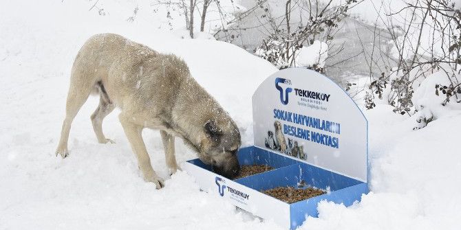 Tekkeköy Belediyesi Sokak Hayvanlarını Unutmadı