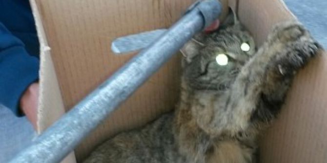 Derede Mahsur Kalan Kediyi İtfaiye Kurtardı